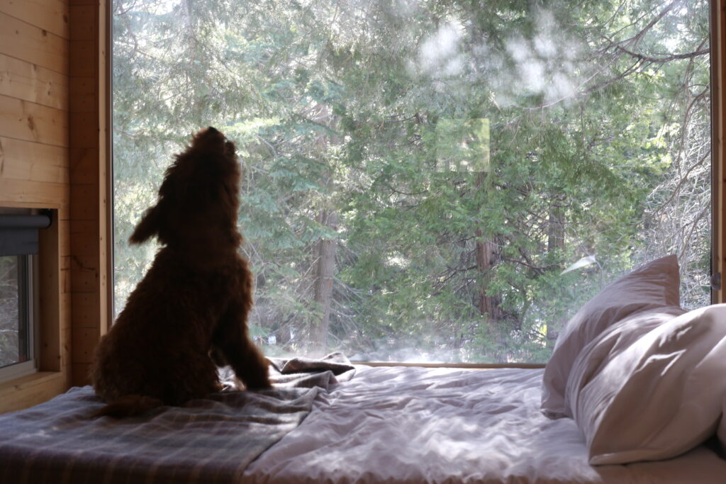 getaway house dogs