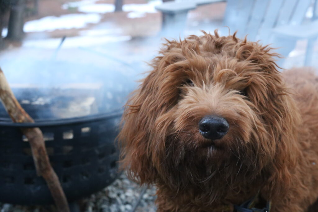 getaway house dogs