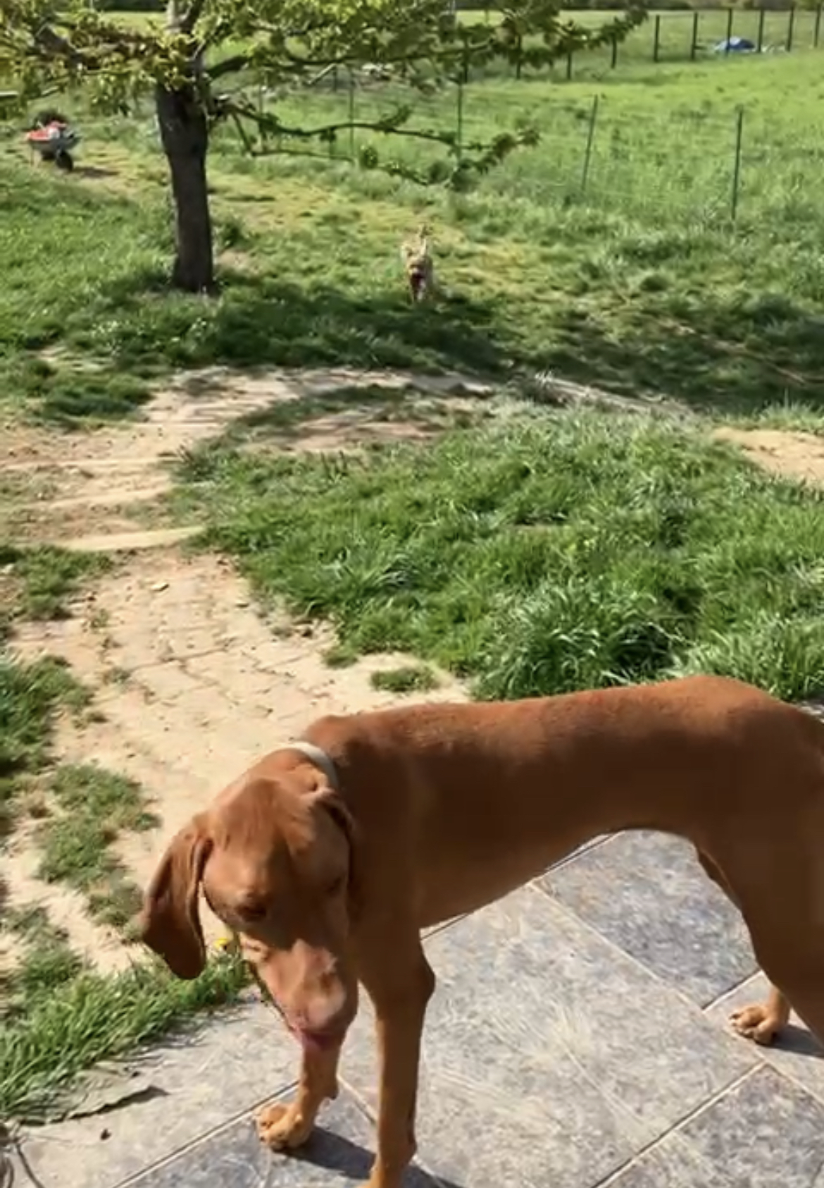 geneva dog kennel switzerland